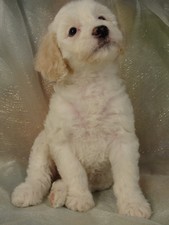 Female Cockapoo Puppy for sale #10 Born February 10th 2012